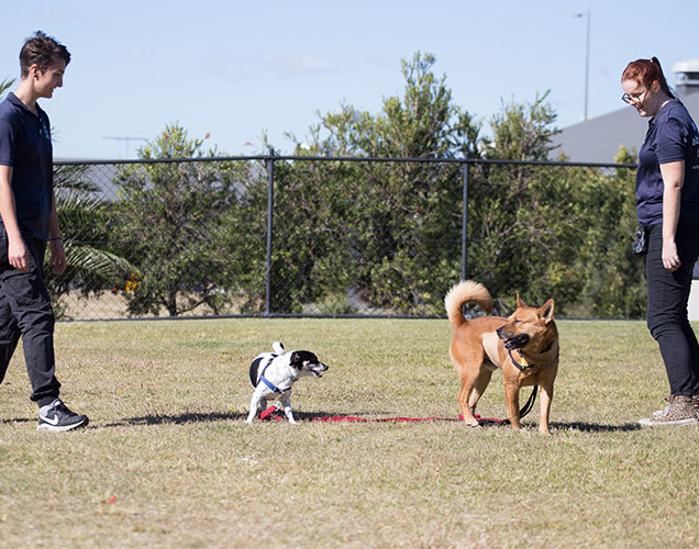 RSPCA School for Dogs trainers taking a class